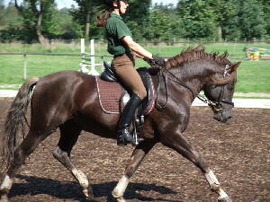 Deutsches Reitpony Bild